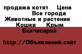 продажа котят  › Цена ­ 15 000 - Все города Животные и растения » Кошки   . Крым,Бахчисарай